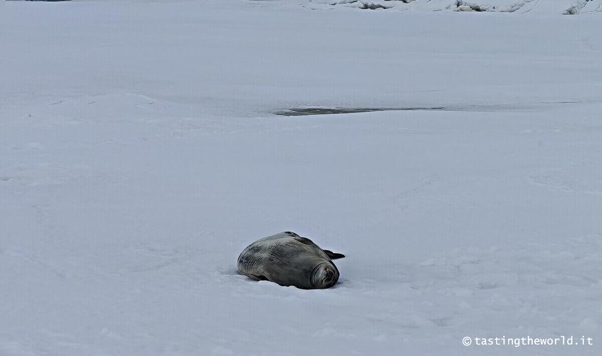 Foca In Antartide