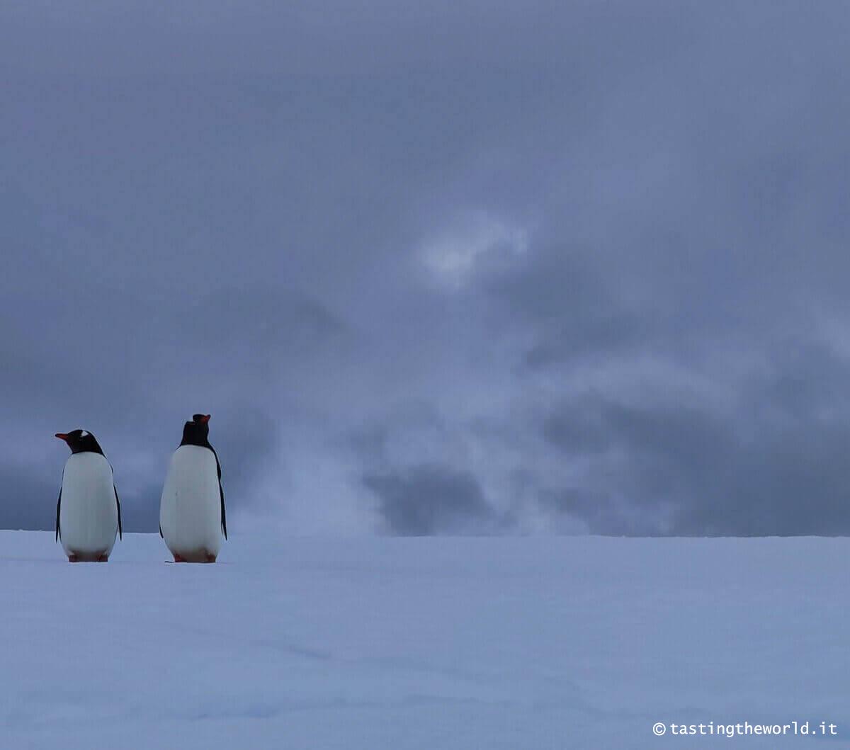 Pinguini in Antartide